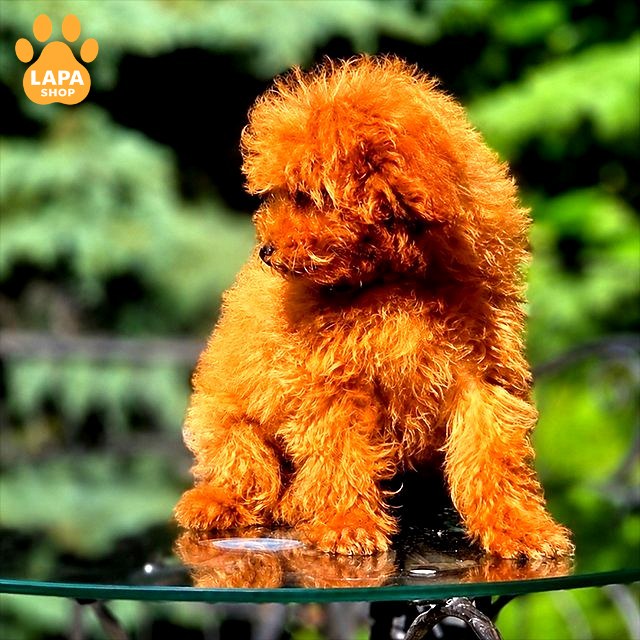 toy-pudel red