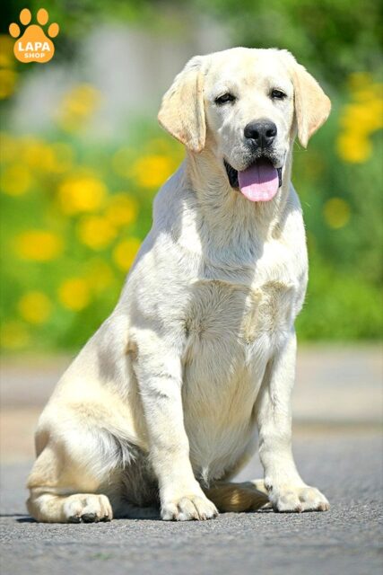 labrador-retryver zhovte