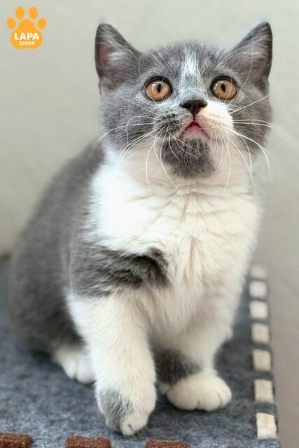 Gentle And Playful Munchkin Kitten Benni 1783331836063 ct2o manchkin benni 01