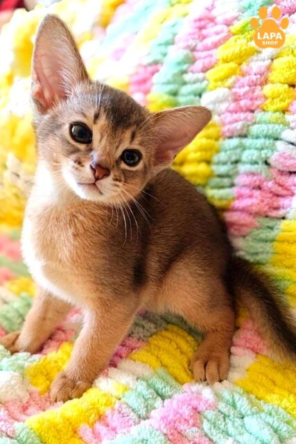 Kai is a Charming Blue Abyssinian Cat who is Ready to Win Your Heart