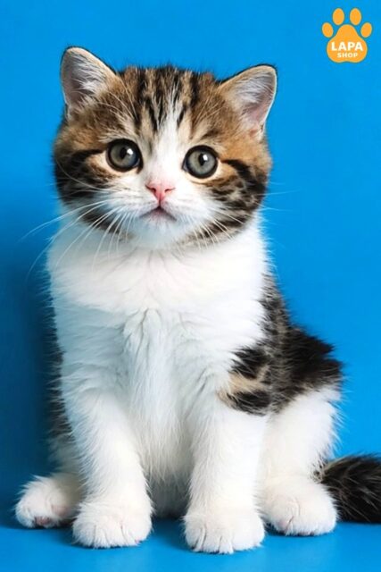 Zelian is a Calm Scottish Straight Kitten who Loves to be Held in Your Arms