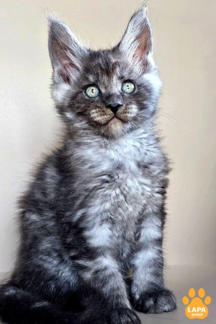 Luxury Maine Coon Ilyusha In A Smoke Coat
