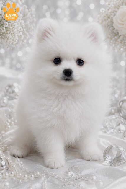 pomeranskyy-shpits bilyy-optyk