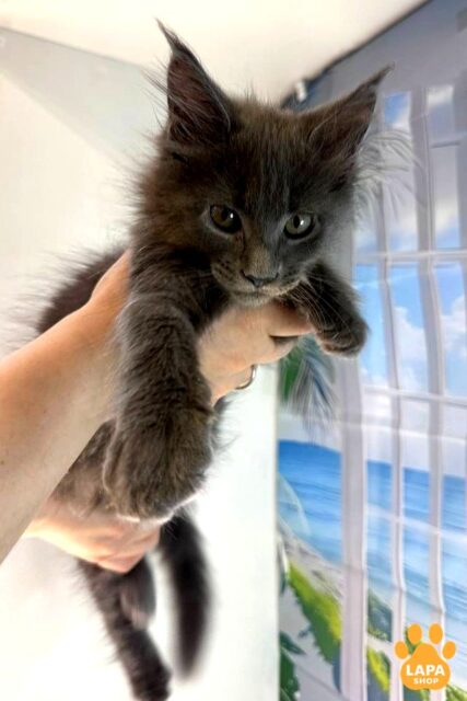 Gorgeous Maine Coon Kitty  in a Blue Fur Coat from Champion Parents