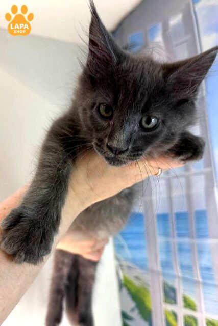 Elegant Maine Coon is a Real Treasure for Those who Dream of a Large and Intelligent Friend