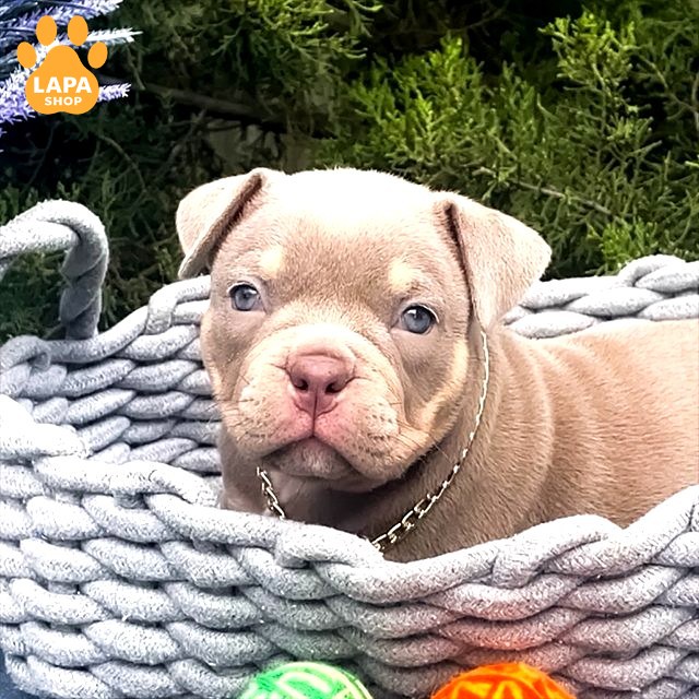 amerykanskyy-bulli lilac-tri