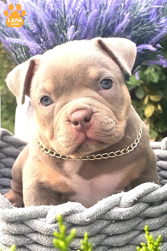 amerykanskyy-bulli lilac-tri