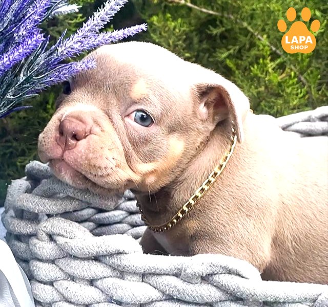 amerykanskyy-bulli lilac-tri