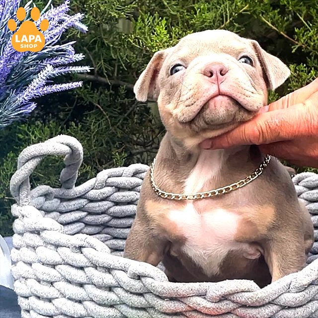 amerykanskyy-bulli lilac-tri