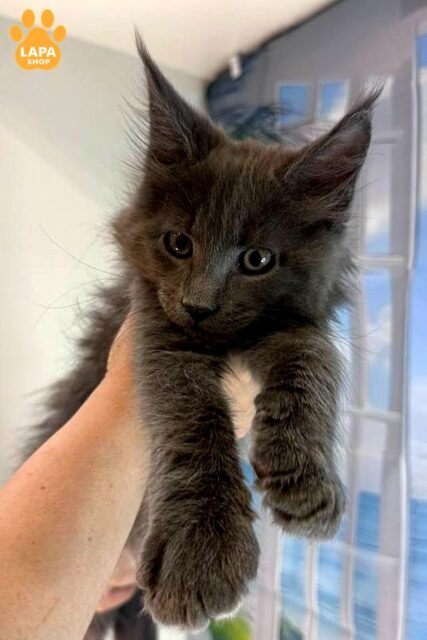 Luxurious Maine Coon Kitten from Champion Parents is Already Waiting for a Loving Family