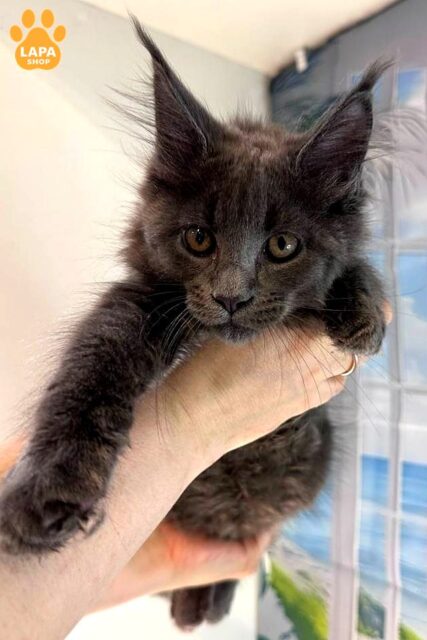 Gorgeous Maine Coon Kitty Iris is a True Gem of the Breed, who Ready to Become the Heart of your Family