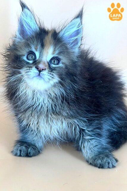 Cute Maine Coon Kitty in a Fluffy Tortoiseshell and Silver Fur Coat Bella 1783606720492 7213 meyn kun bella 01