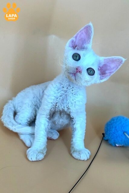 Snow-white Devon Rex Beauty with Green Eyes Alma