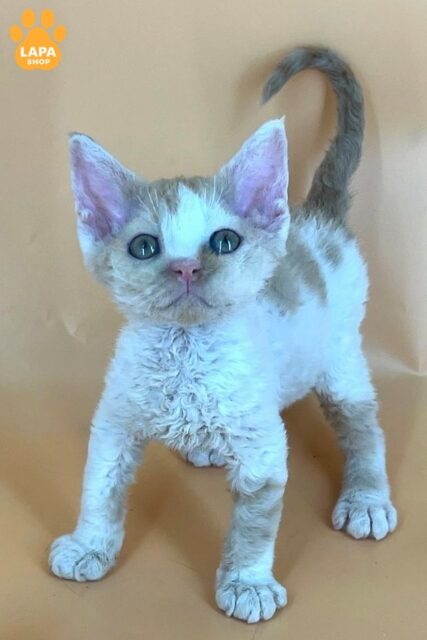 Alex is a Cute Devon Rex Kitten who will Become your Loyal Friend and Source of Joy