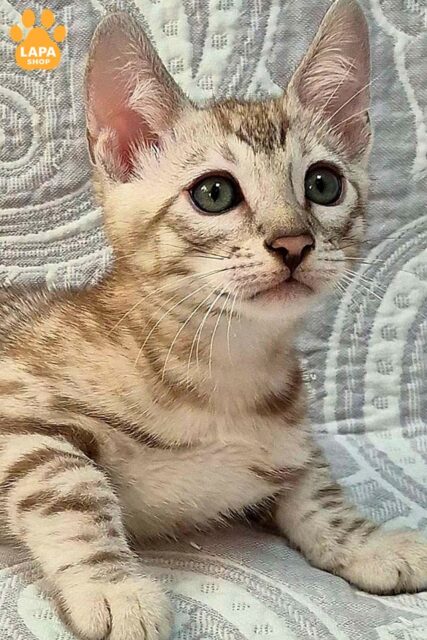 Bengal Kitten Joker — Handsome Silver Spotted Color