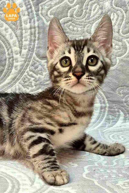 Jasper is a Charming Bengal Cat with an Unparalleled Silver Spotted Tabby Coat
