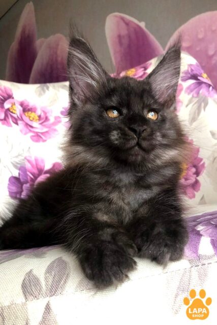 Cute Smoke Maine Coon Xavier – Your Future Pet