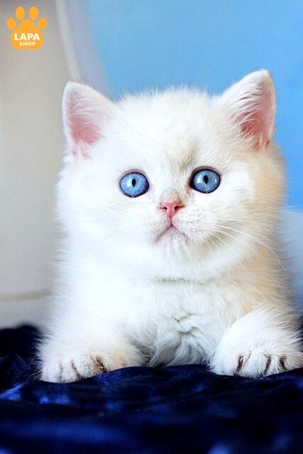 Scottish Straight Topaz is a Furry Friend who will fill your Home with Comfort and Positive Emotions