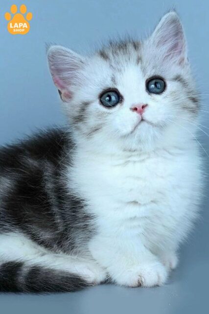 Little Munchkin Beauty Ilene