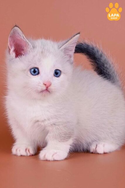 Munchkin Hugo — Blue-Eyed Handsome Cat with a Soft Fur Coat