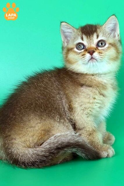 British Kitty Jina is Waiting for a Loving Family
