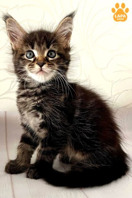 Exquisite Maine Coon Beauty Isabella - She is  Your Future Decoration of your Family