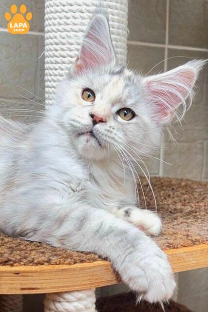 Very Gentle and Playful Maine Coon Beauty is the Future Star of Your Home 1784544161612 ufrn meyn kun bez imeni 01