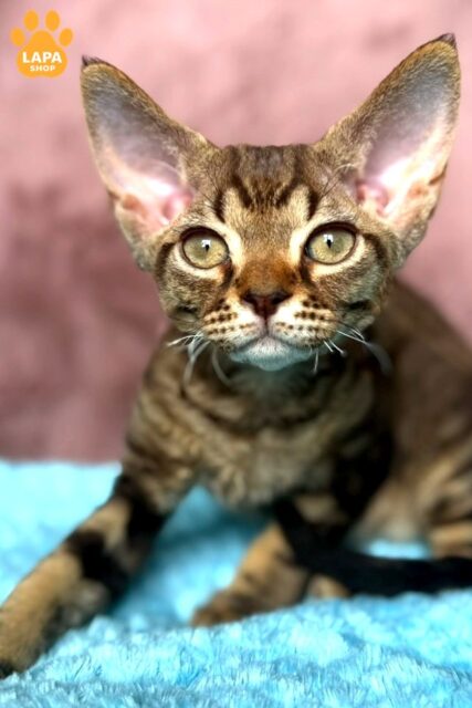 Charming Devon Rex Kitten Xiaomi for Your Family