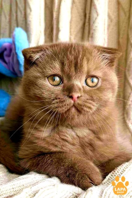 Charming Scottish Fold Olivia in a Spectacular Cinnamon Coat