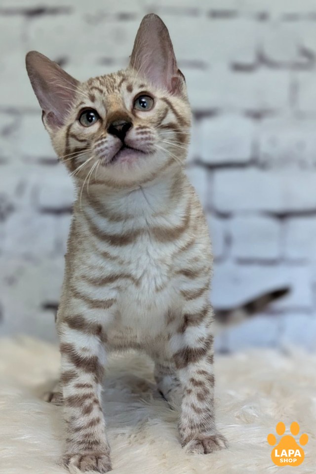 alvin7