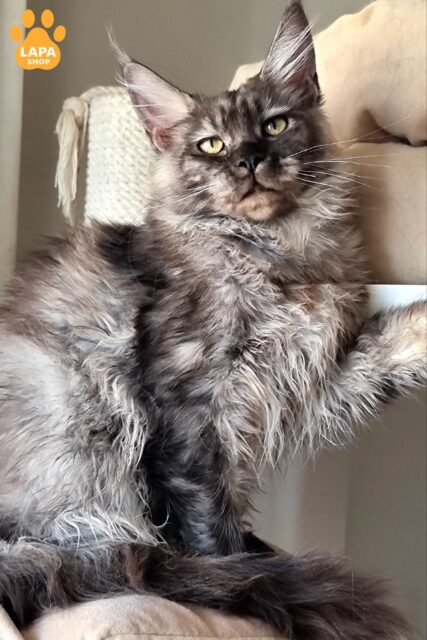 Black Smoke Maine Coon Cassia — Embodiment of Elegance