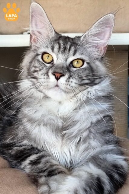 Silver beauty Maine Coon Clinta