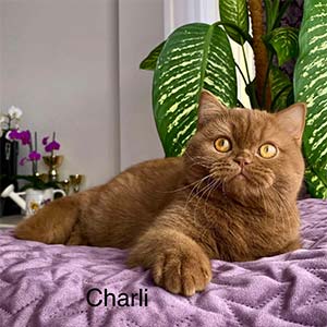Spectacular British Shorthair Cat Quin in a Cinnamon Coat dad