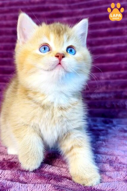 Blue-Eyed British Shorthair Kitty Eden who will Wecome a True Gem of your Home