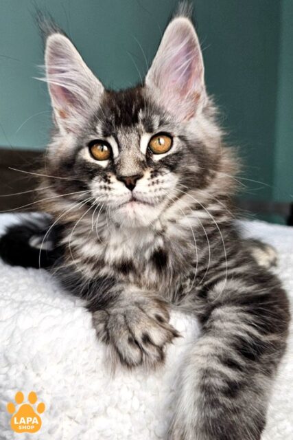 Spectacular Maine Coon Kitty in a Fluffy Fur Coat Ezhevika