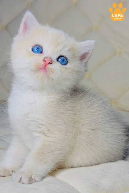 Fistashka is a Blue-eyed British Beauty in a Plush Fur Coat