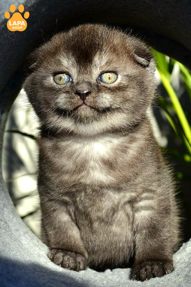 frank