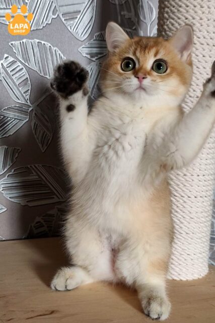 Spectacular British Shorthair Kitten Gabi in a Golden Plush Fur Coat