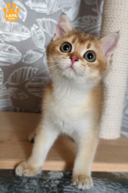 Gaston is a Cute British Kitten in a Bright Golden Fur Coat