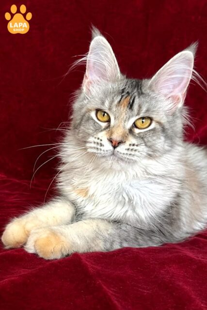 Gemma is a Very Gentle and Purring Maine Coon Beauty gemma4