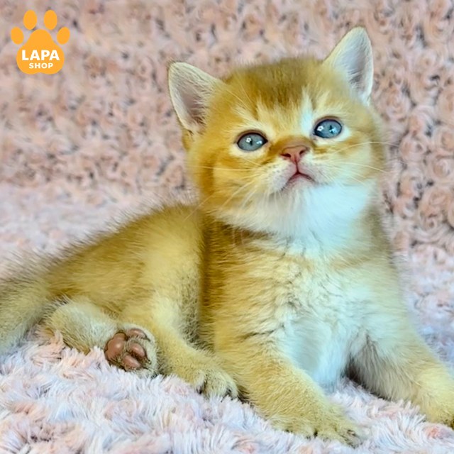 golden-prince-1006 (2)