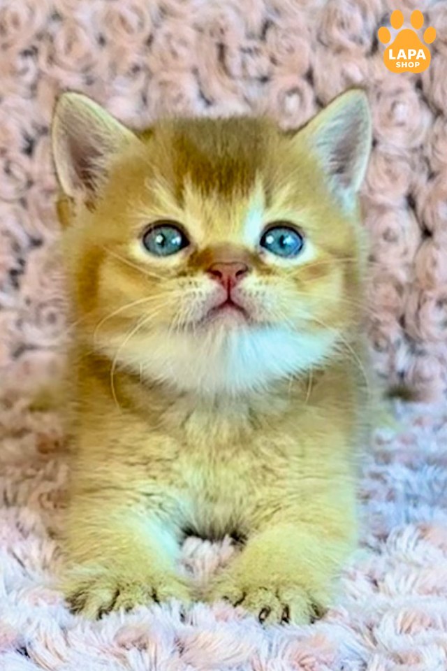 golden-prince-1009