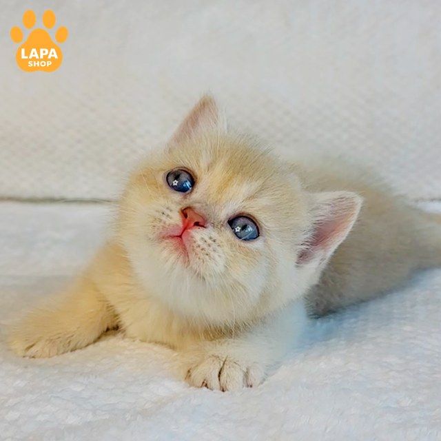 golden-prince