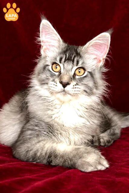 Charismatic and Purring Maine Coon Cat Hailen hailen23