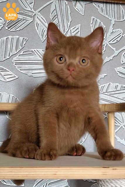 Han is a Cute Scottish Kitten with a Spectacular Cinnamon Color