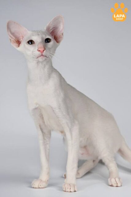 Incredibly Gentle White Oriental Kitty Hela is Your Perfect Companion