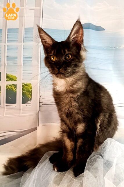 Luxurious Maine Coon Kitty Gerda From Champion Parents