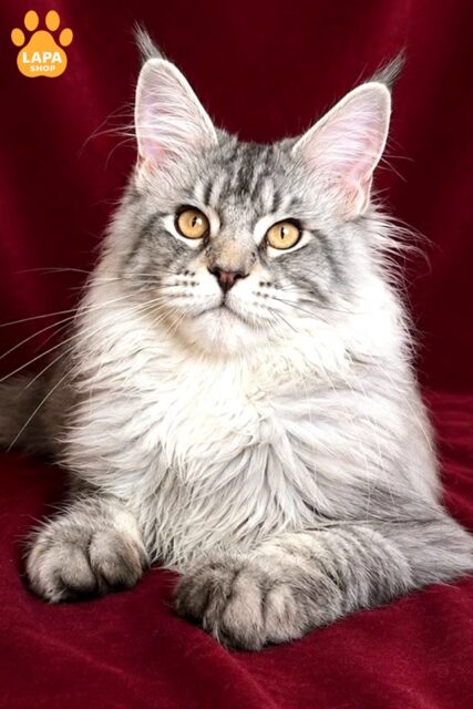 Playful and Inquisitive Maine Coon Hoarfrost is the True Embodiment of Grace and Strength hoarfrost