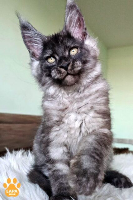 Luxury Maine Coon Ilyusha In A Smoke Coat