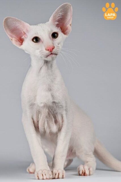 Iris is a Cute Oriental Beauty Who Will Bring Love and Joy to Your Family